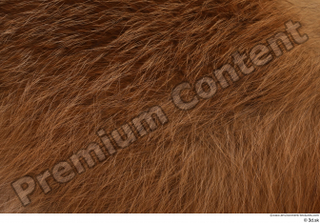 Red fox back fur 0001.jpg